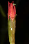 Louisiana catchfly 